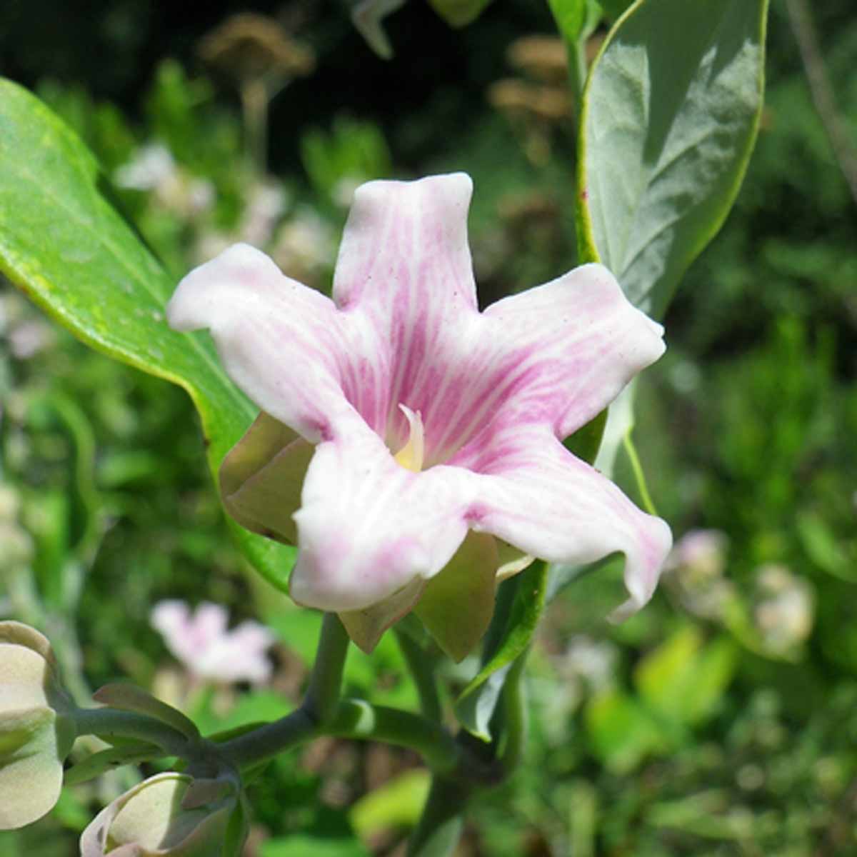 La pianta crudele, il fiore diabolico