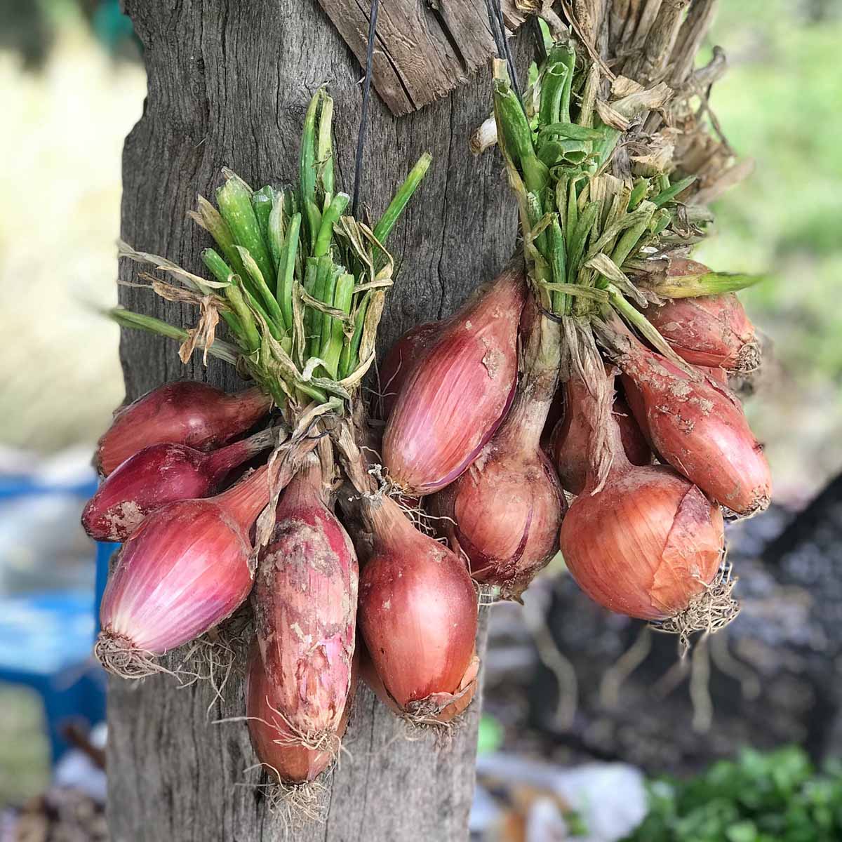 Scalogno, sapore intenso e appetitoso