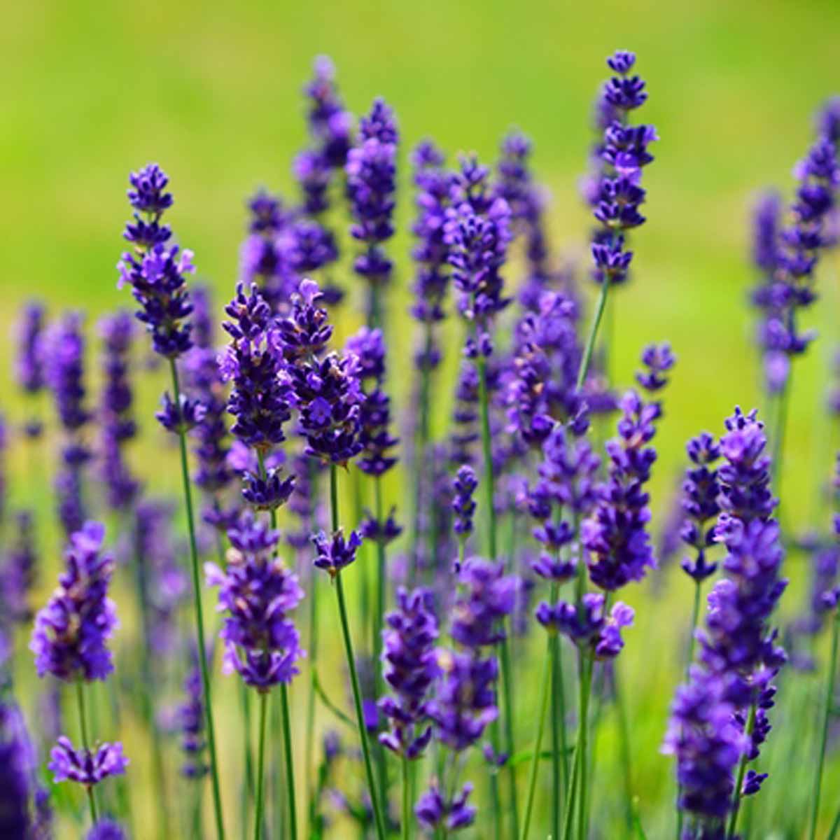 Lavanda angustifolia