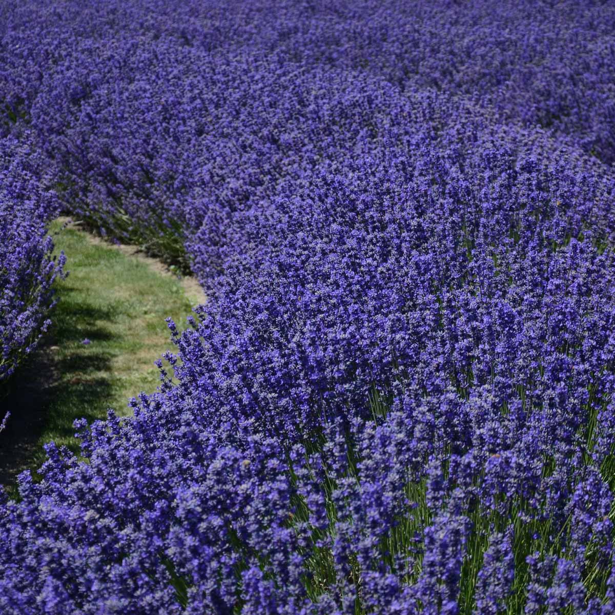 Lavanda provenzale