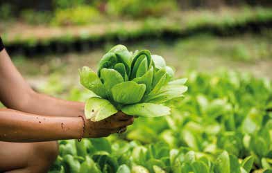 Pak Choi