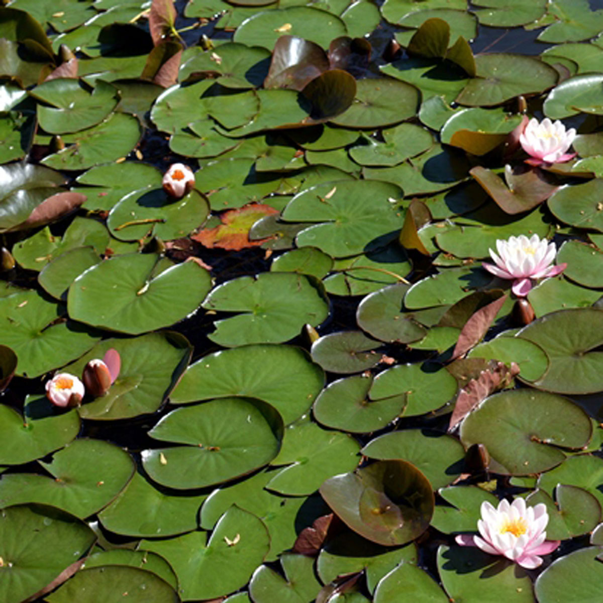 Perchè un laghetto nel tuo giardino