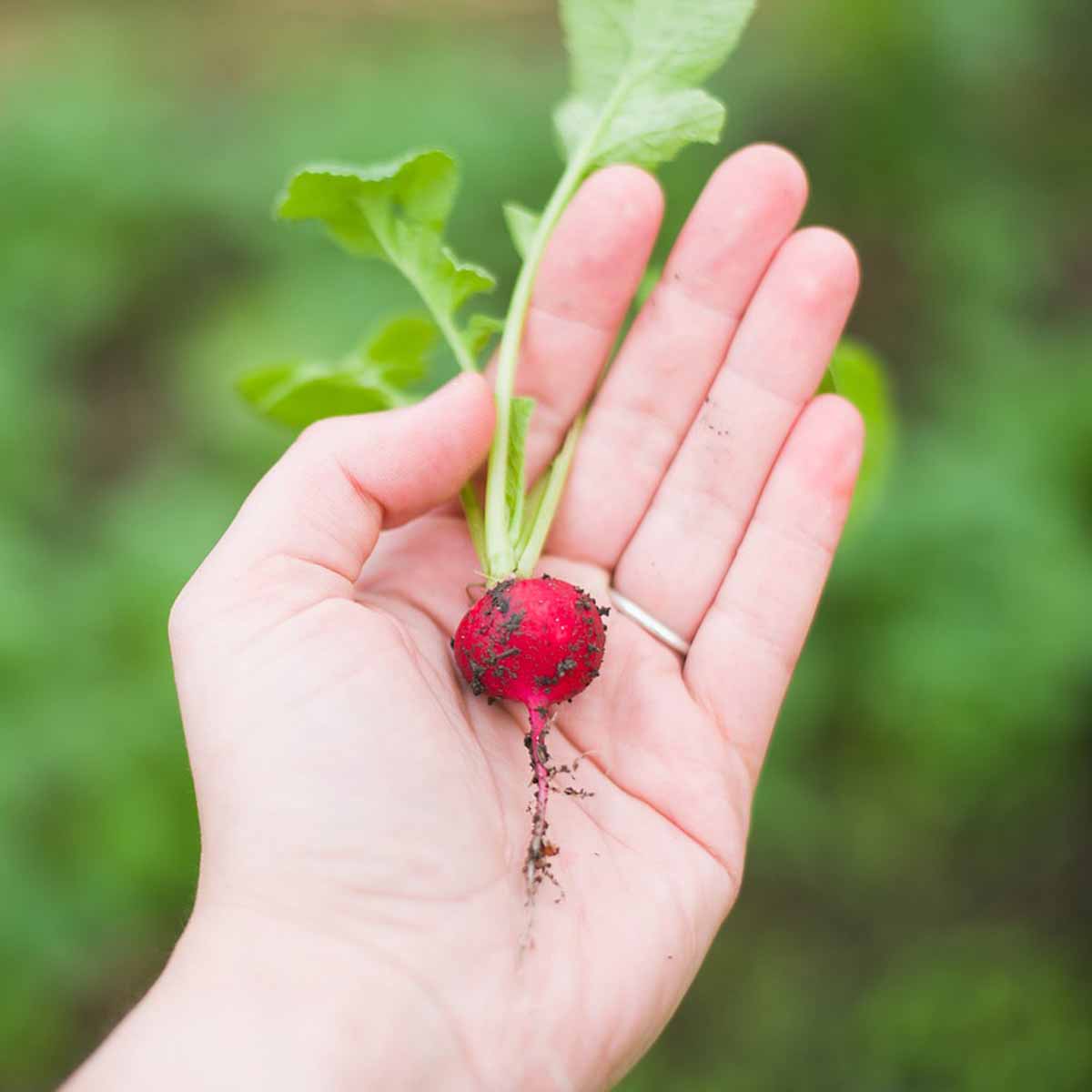 Urban farming 2.0 o meglio il futuro delle citta