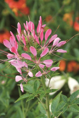 CLEOME_SPINOSA_ROSA_DETTAGL