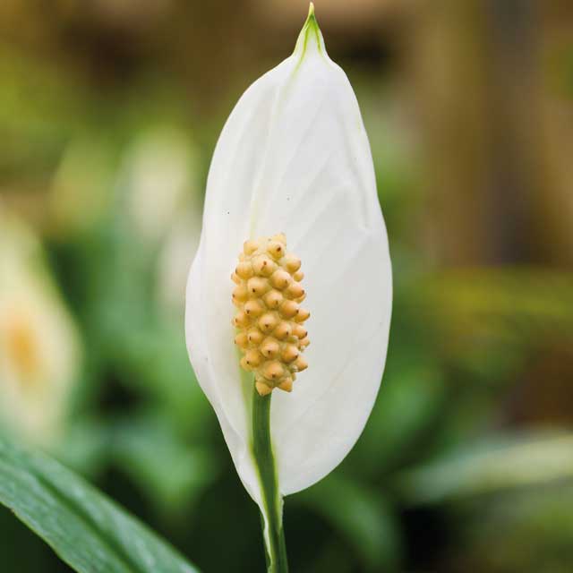 Spathiphyllum in varietà