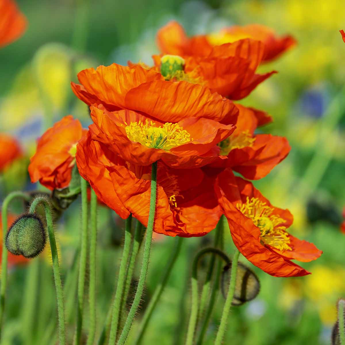 Fiori selvatici, una risorsa per l’ambiente