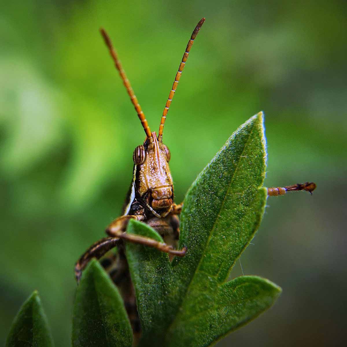 Un verde splendido e sostenibile