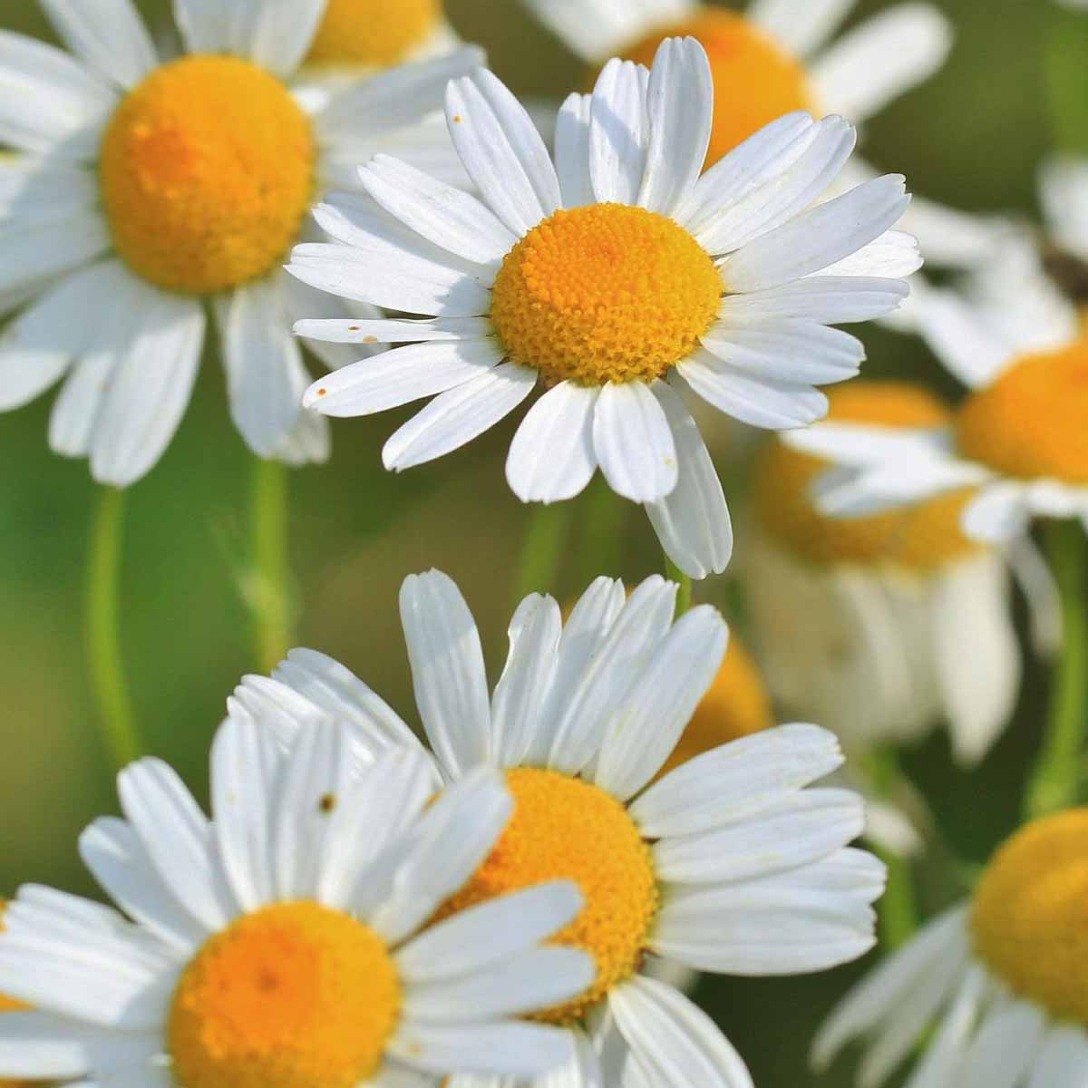 Virtù benefiche dei fiori estivi