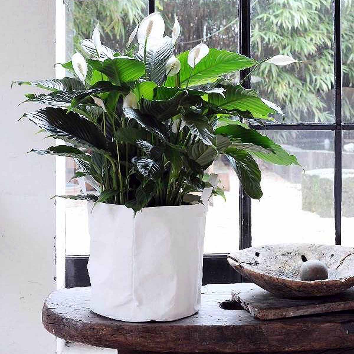 Lo Spathiphyllum, eleganza e colore