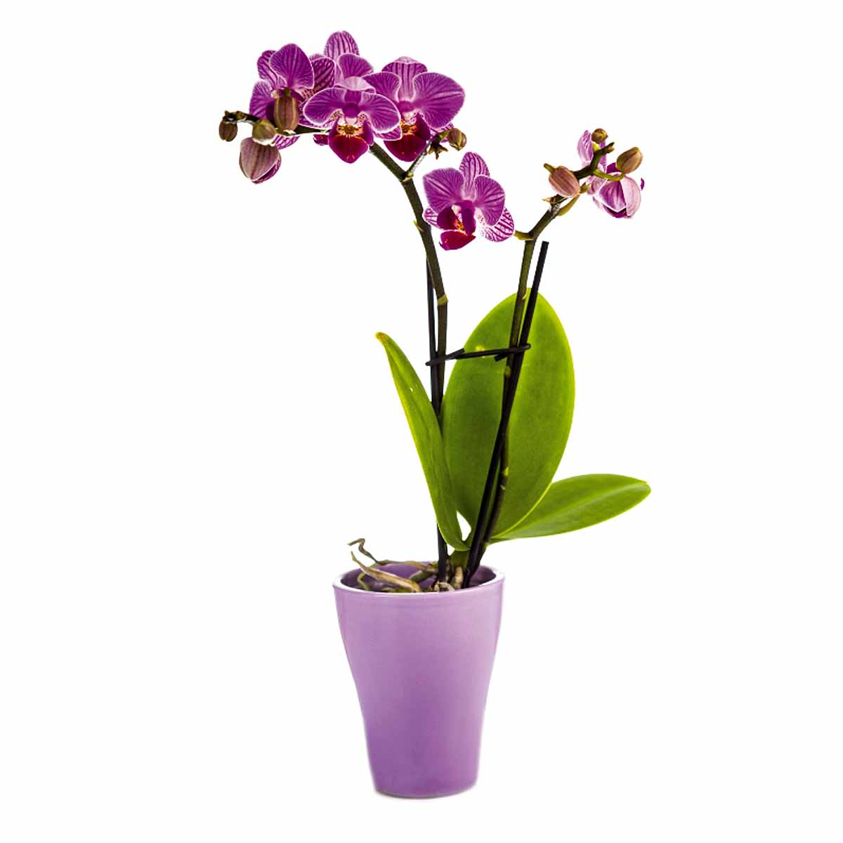 L’orchidea Phalaenopsis