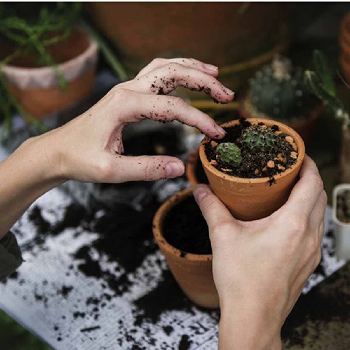 Rinvasare le piante di casa