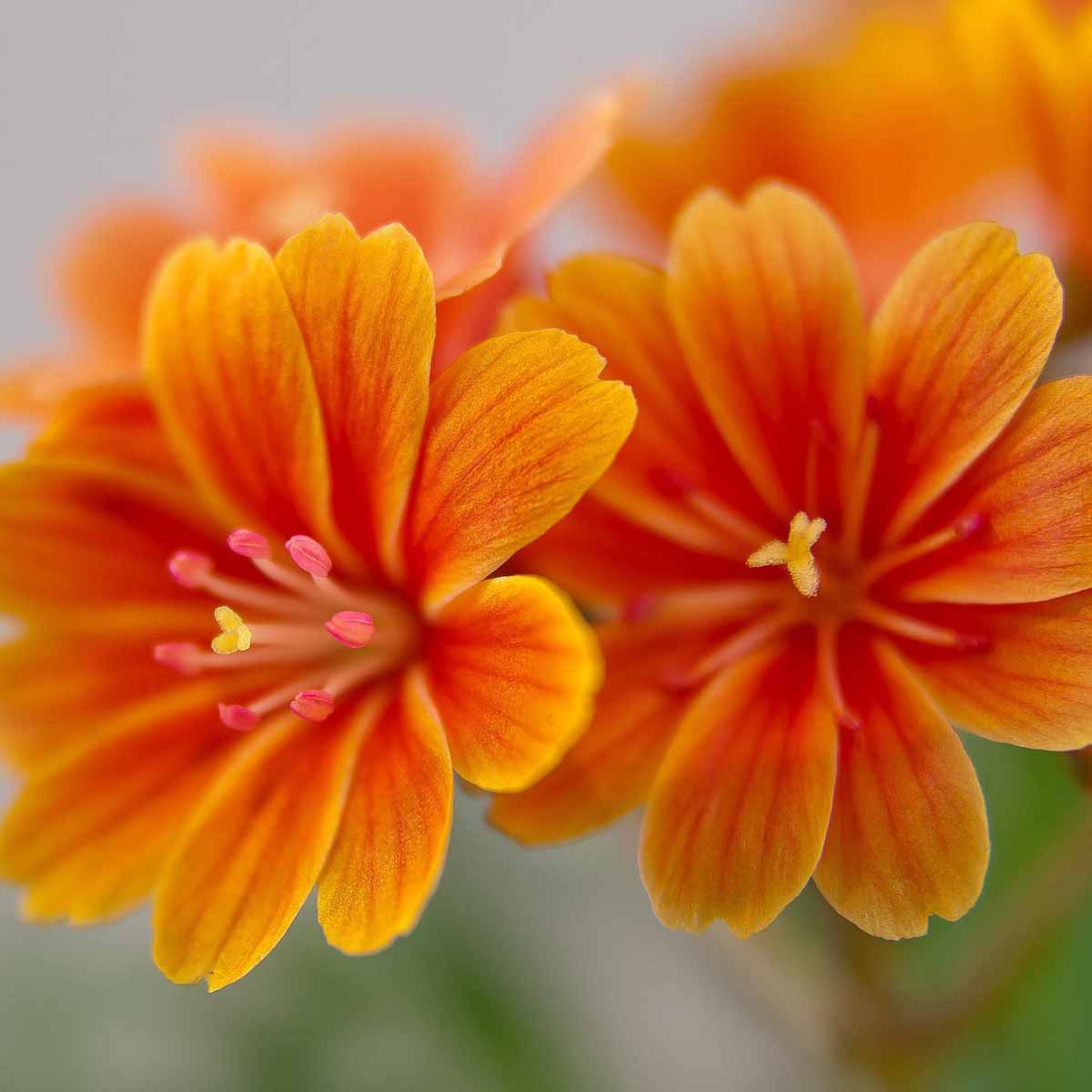 Lewisia, la pianta Californiana