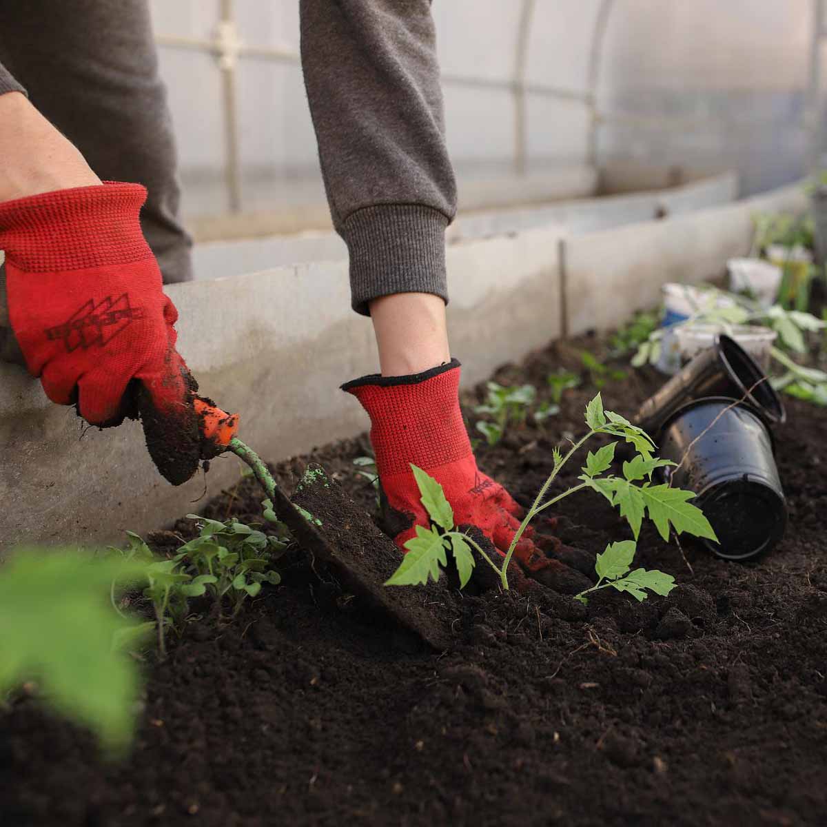 Coltivare un orto: trapianto e irrigazione