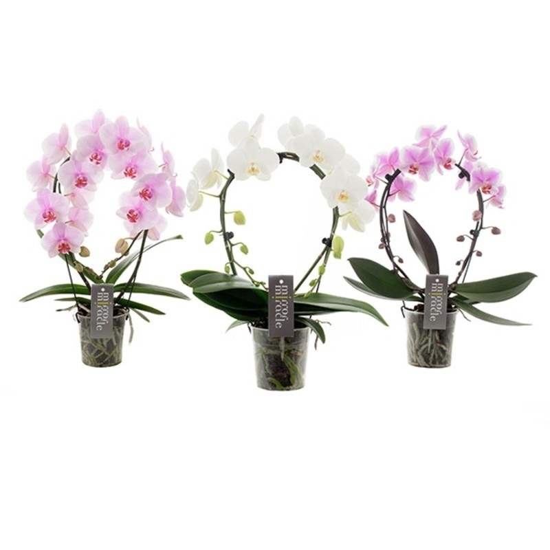 Orchidea Phalaenopsis Mirror Miracle