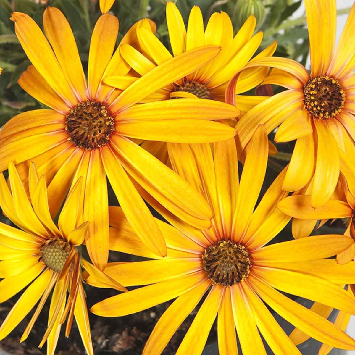 Osteospermum (Dimorphotheca)