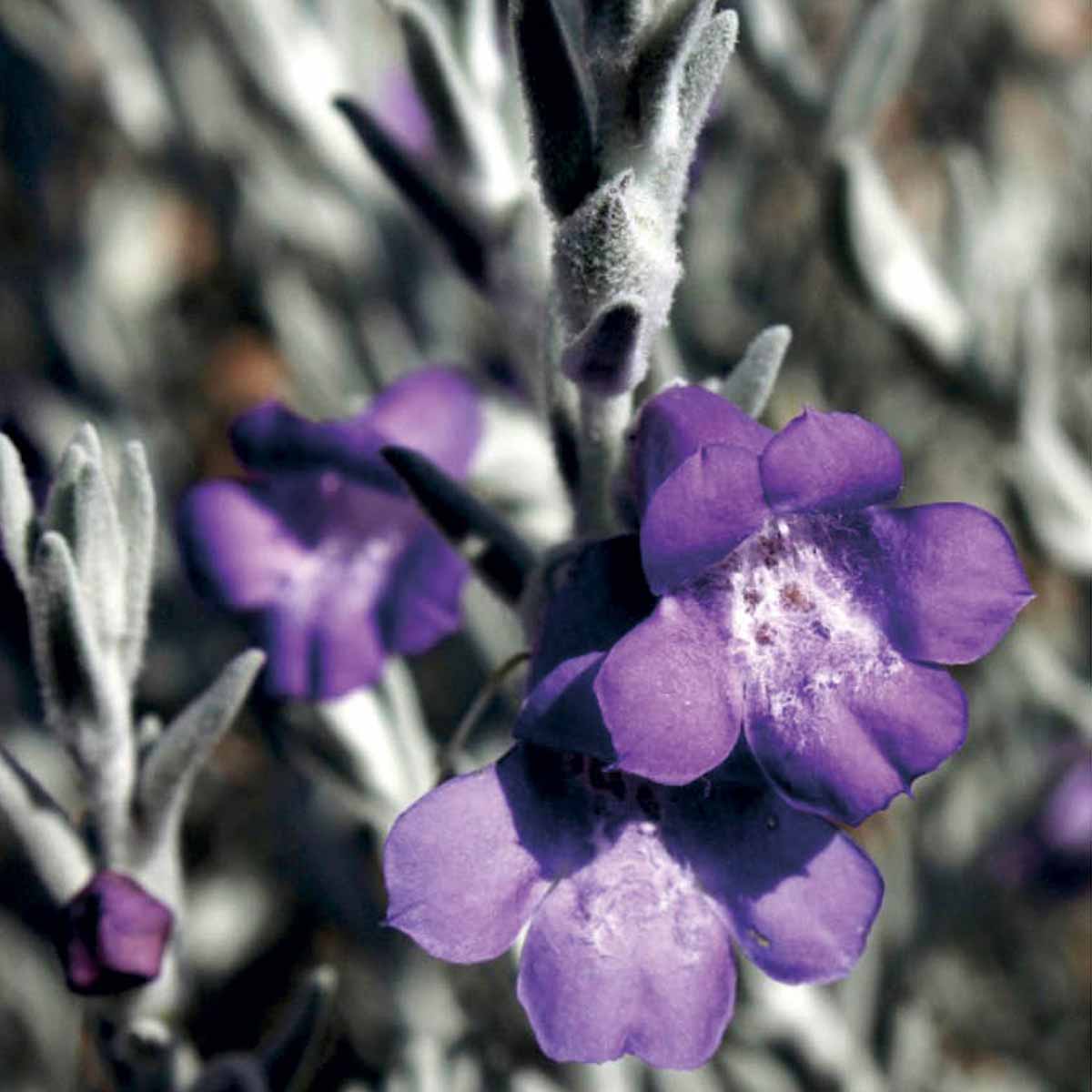 Eremophila nivea