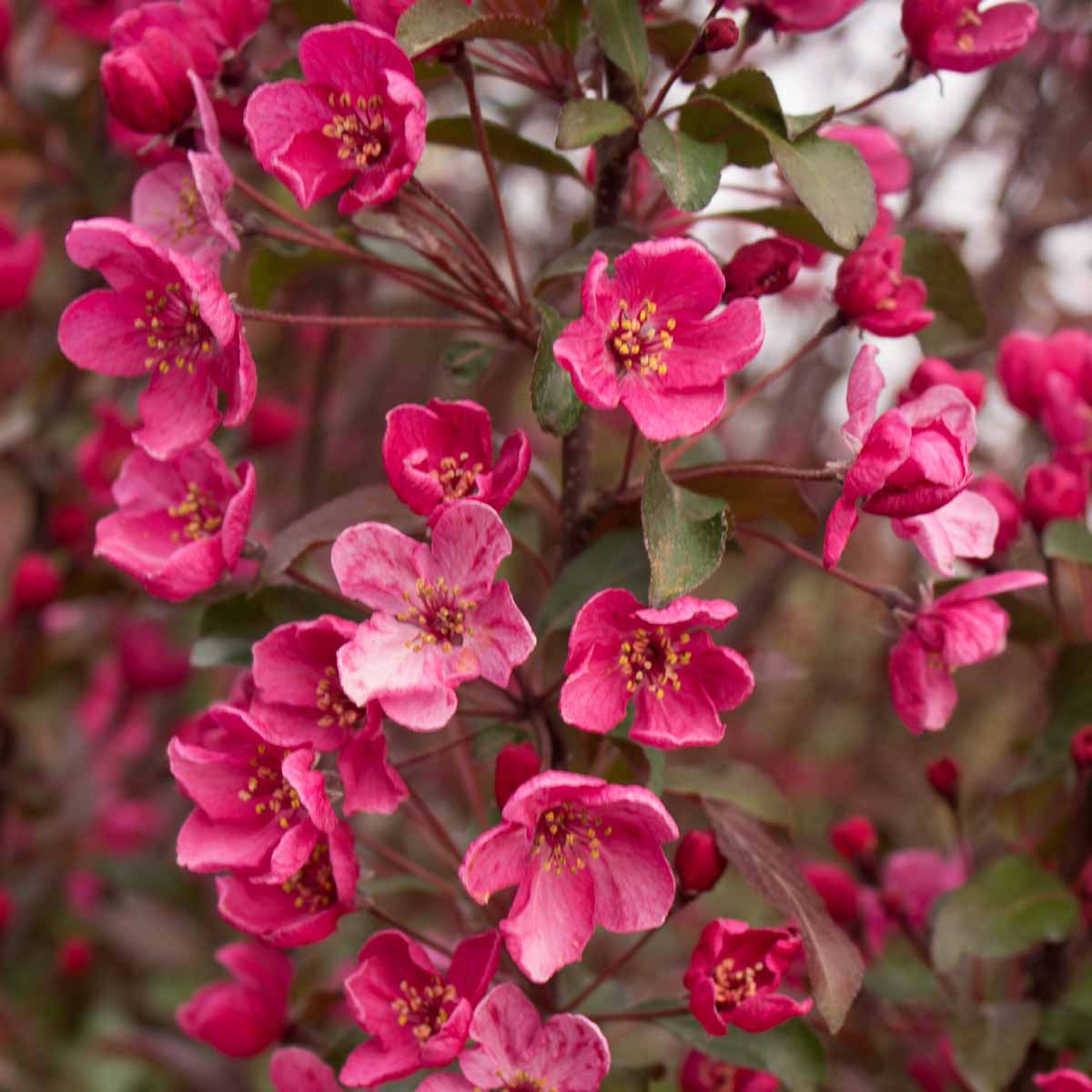 Malus (Melo da fiore)