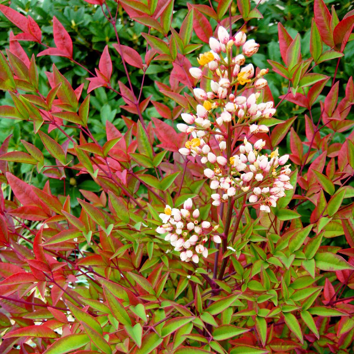 Nandina in varietà