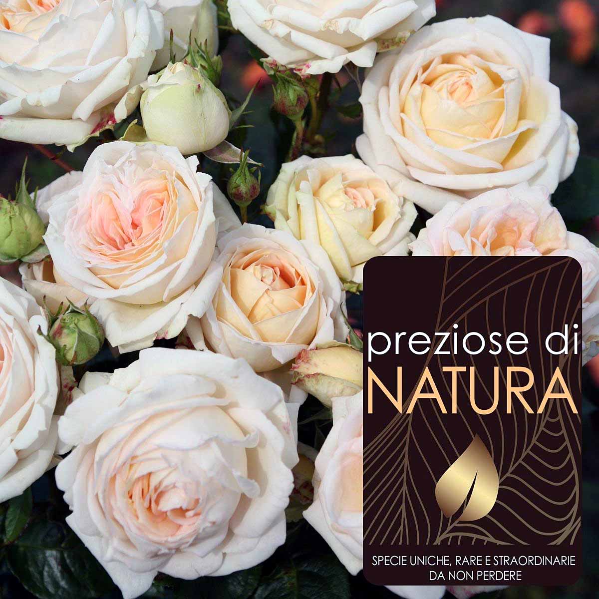 Preziose di Natura – Rose Parfuma in varietà