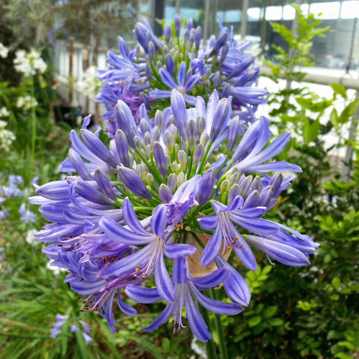 Agapanthus