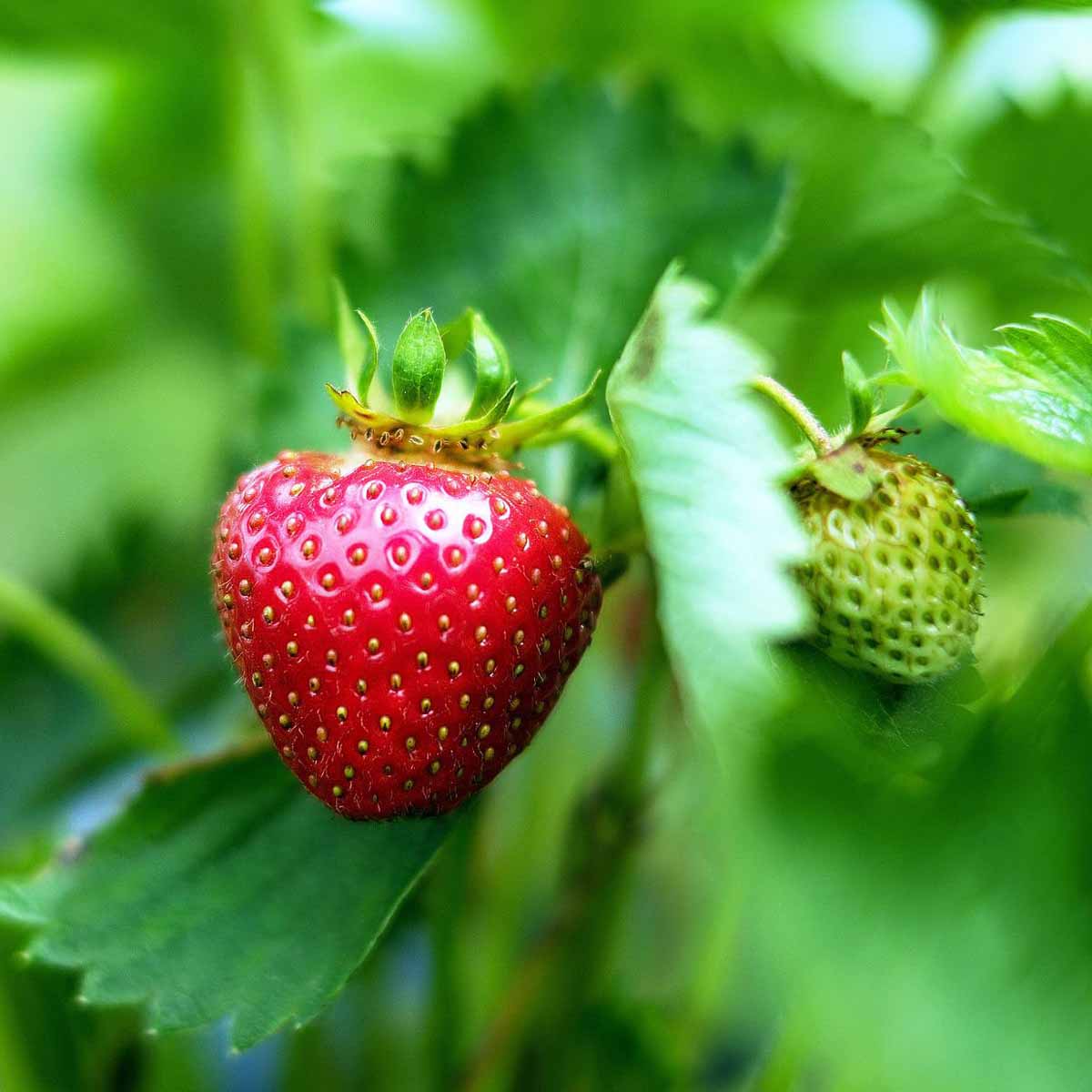 Fragole in vaso fino all’autunno