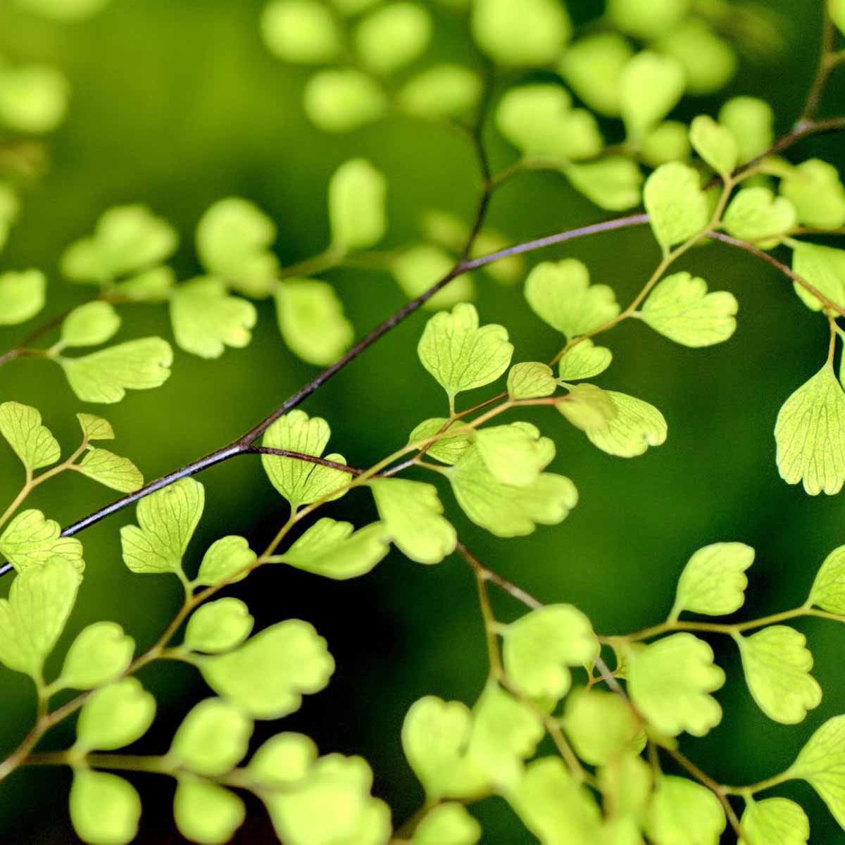 Quanto ossigeno regalano gli alberi