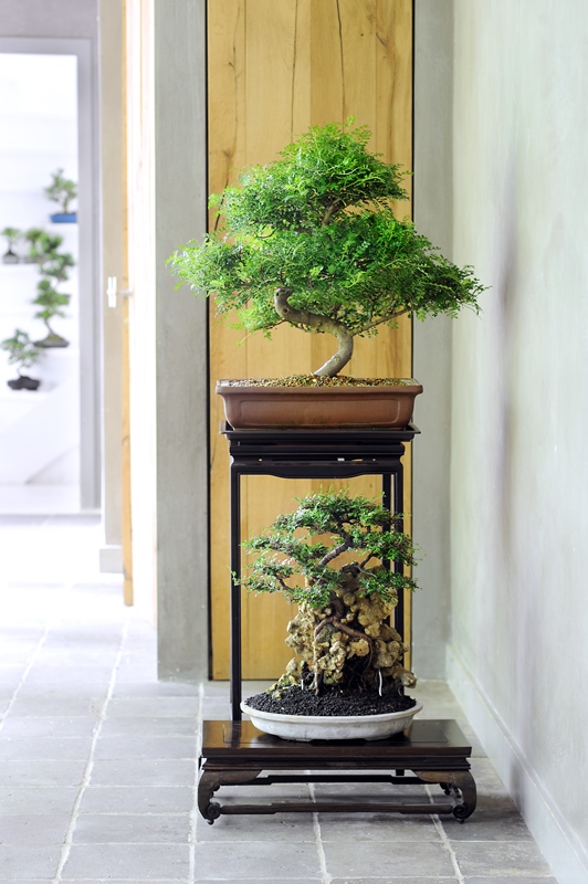 Il bonsai, tra natura e arte