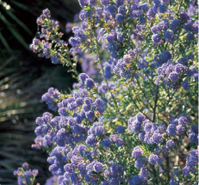 Ceanothus thyrsiflorus repens