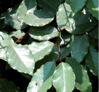 Elaeagnus ebbingei