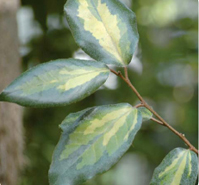 Elaeagnus pungens