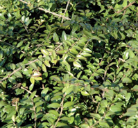 Lonicera nitida