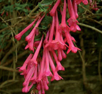 Abelia floribunda