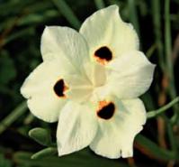 Dietes bicolor o Giglio dell’Amazzonia