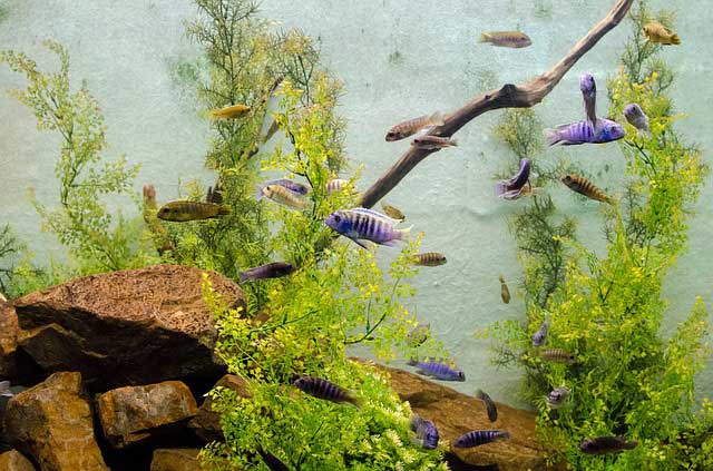 Le alghe dell’acquario, importanti o fastidiose?