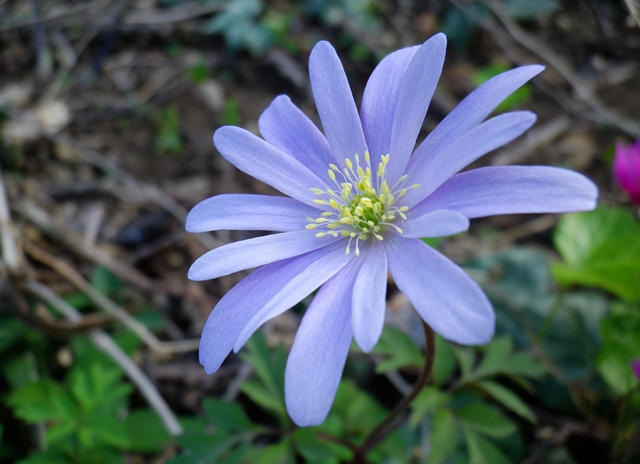 Anemone, la ninfa dei venti