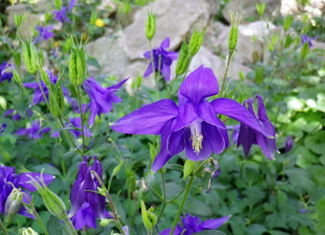 Aquilegia, il becco delle aquile