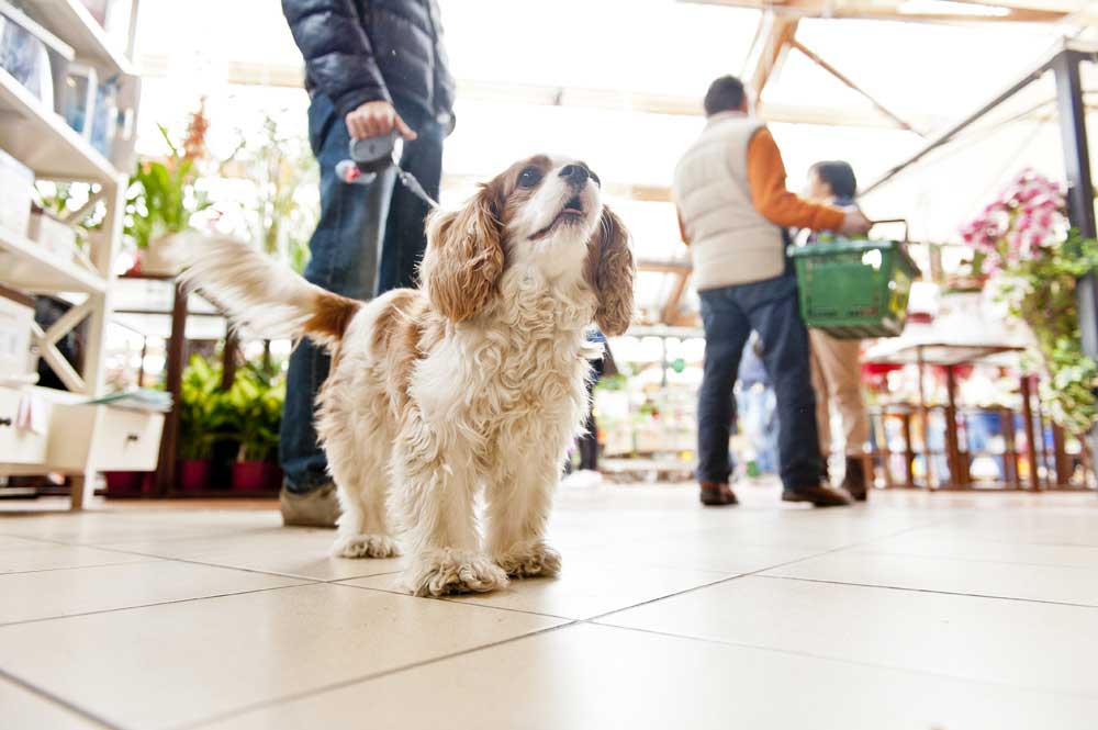 Cani e bambini: prevenire l’aggressività