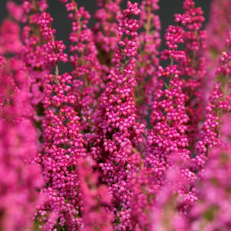 Erica gracilis