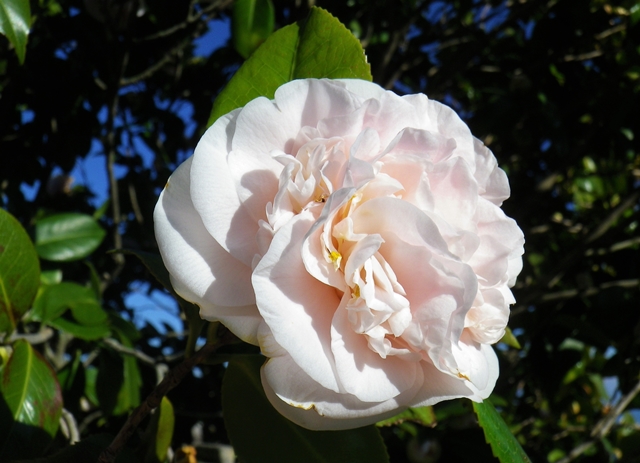 Camelia, la Rosa del Giappone