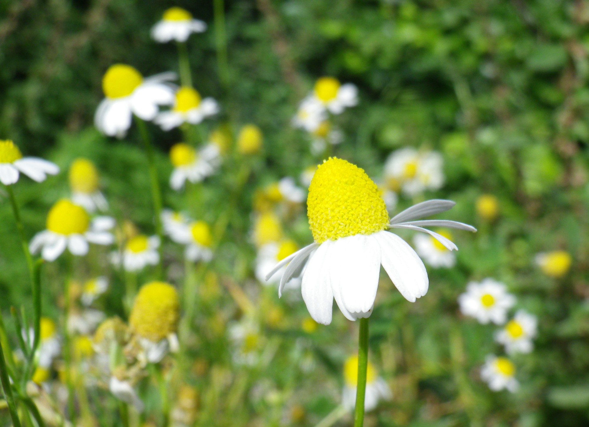 Camomilla, profumo e proprietà sedative