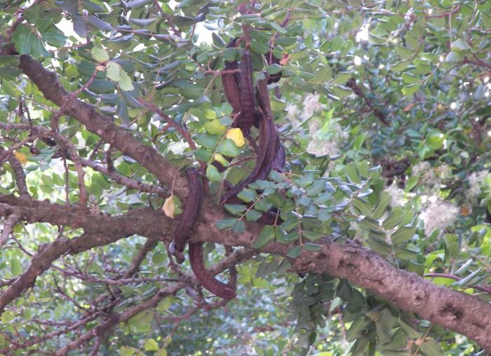 Carrubo, pianta sempreverde