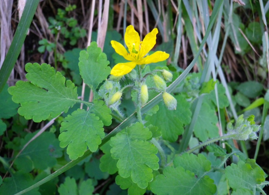 Celidonia, pianta perenne e boschiva