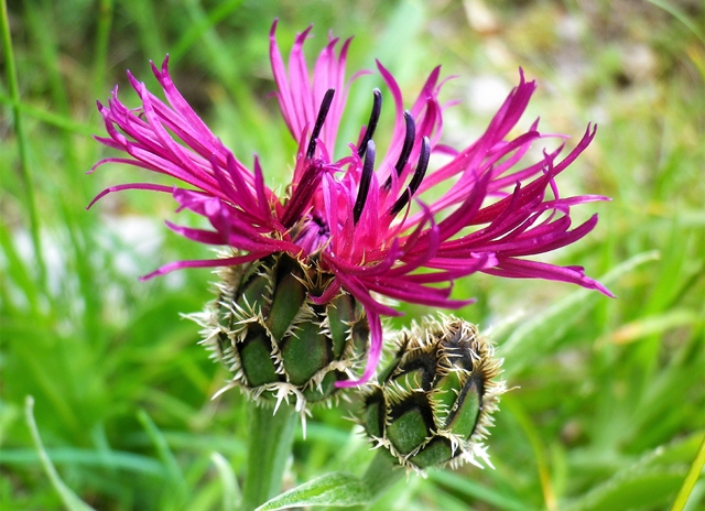 Centaurea, bellezza spontanea