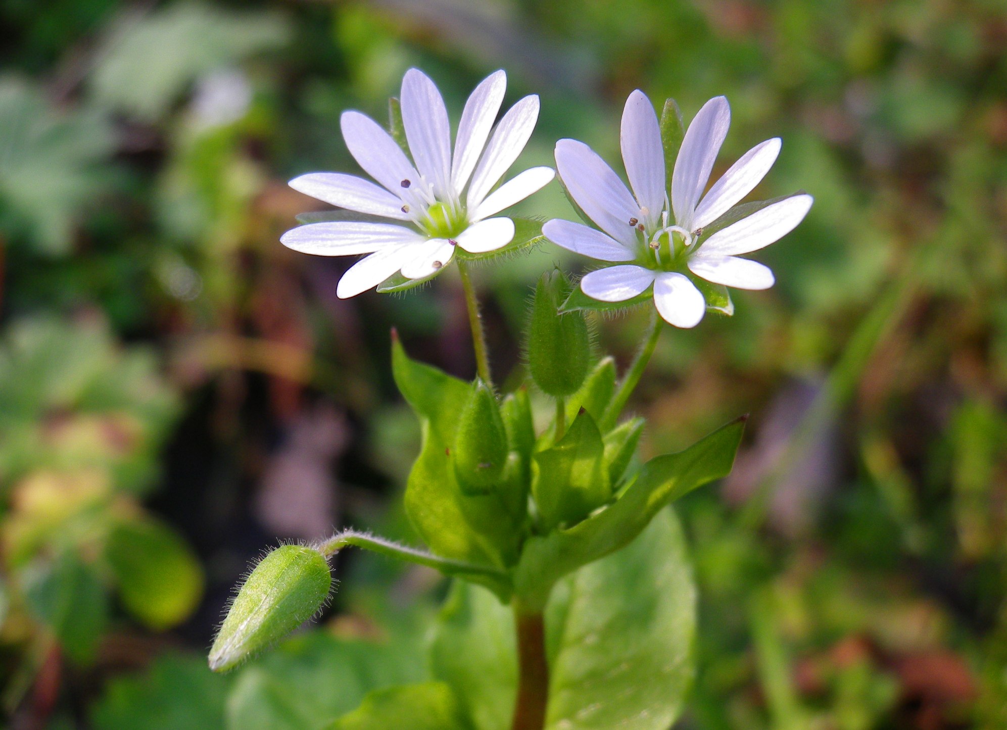 Centocchio, il fiore spione