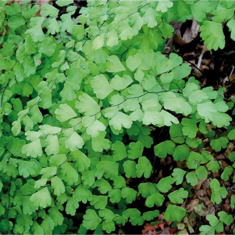 Adiantum (capelvenere)