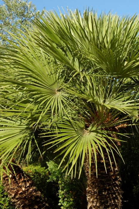 Chamaerops humilis