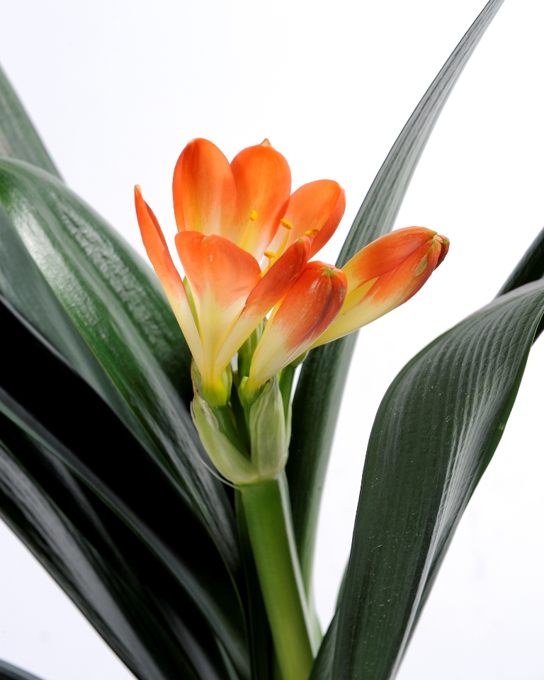 Clivia miniata