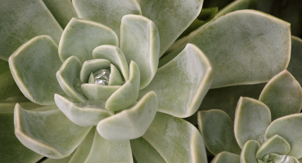 Echeveria