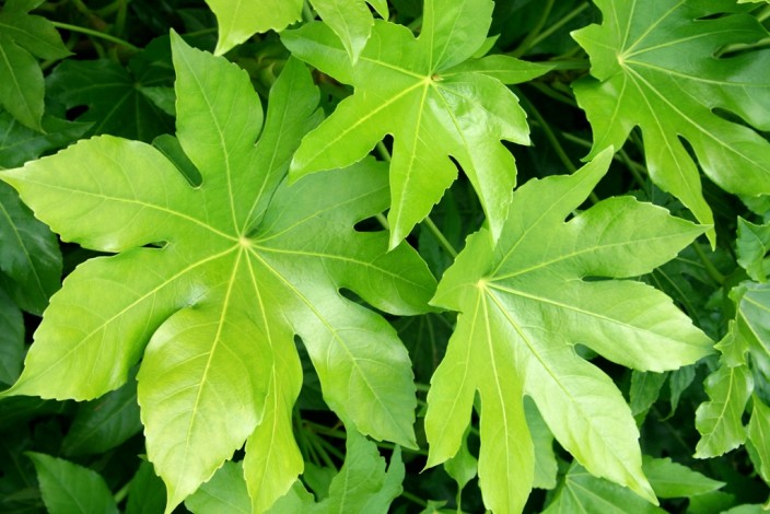 Fatsia japonica (Aralia)