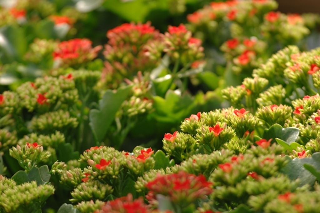 Kalanchoe blossfeldiana